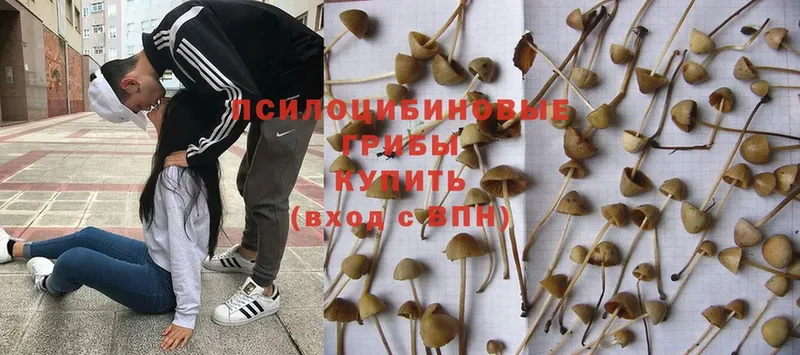 Галлюциногенные грибы MAGIC MUSHROOMS  цены   Иннополис 